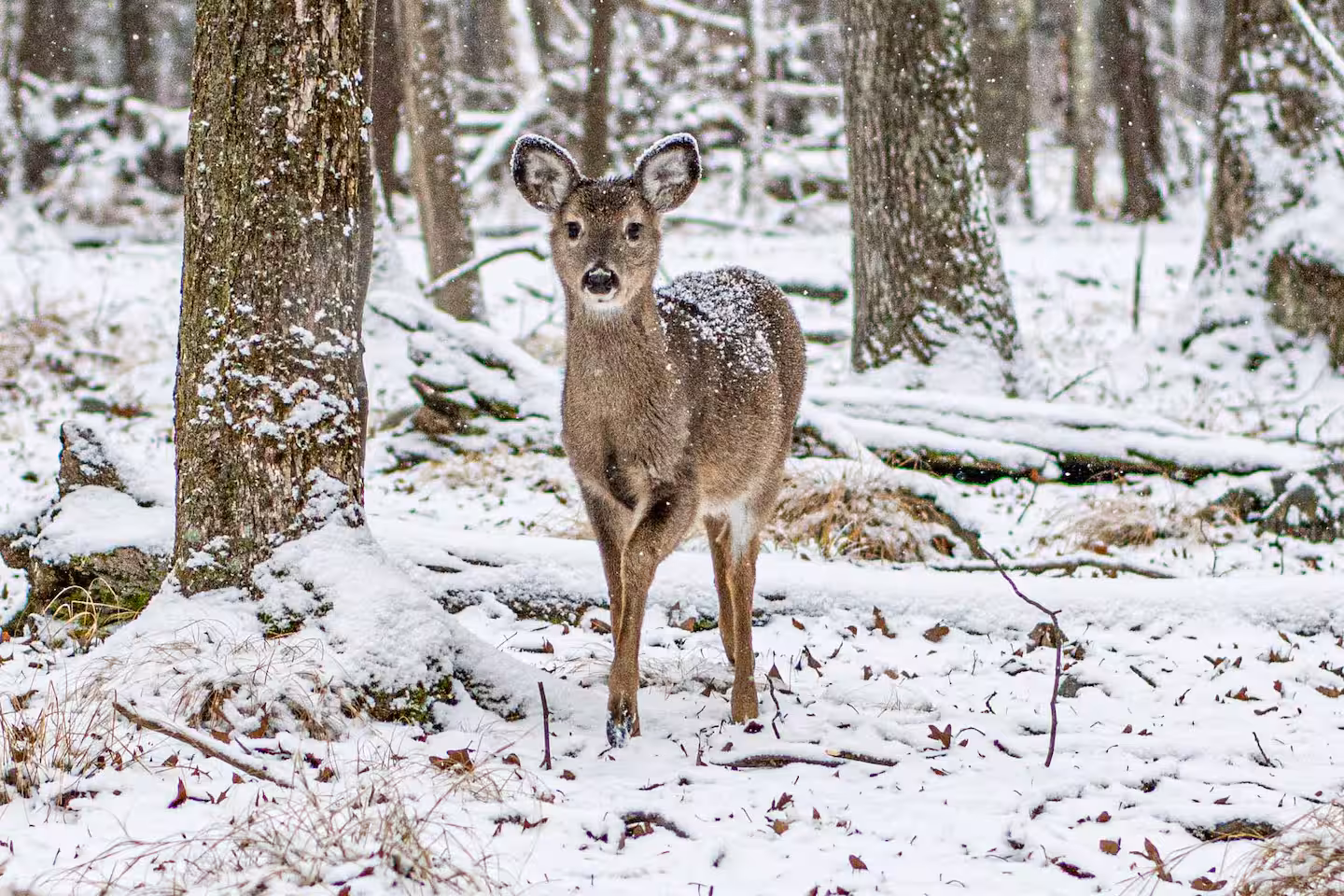 Deer standing in a snowy Poconos forest